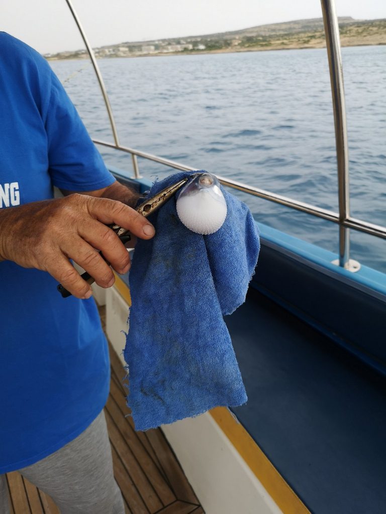 Dolphin Boat Safari Sport Fishing