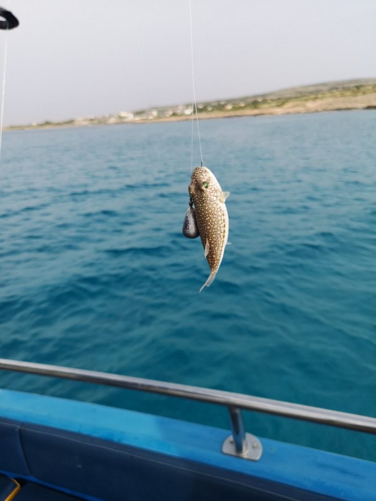 Dolphin Boat Safari Sport Fishing