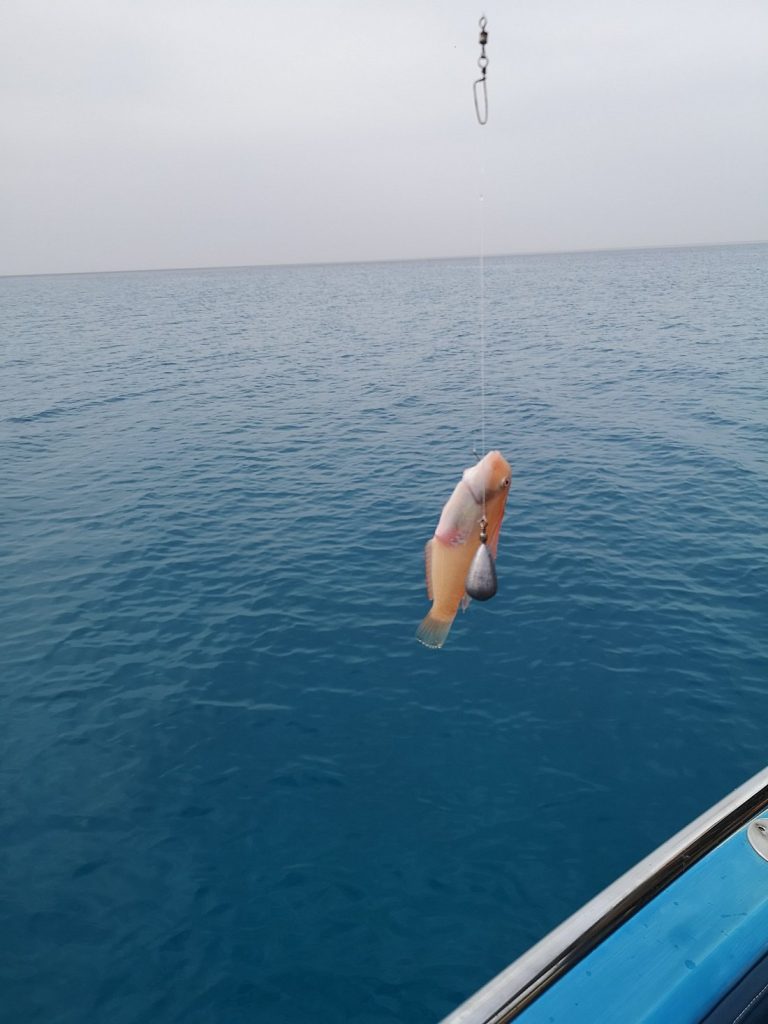 Dolphin Boat Safari Sport Fishing