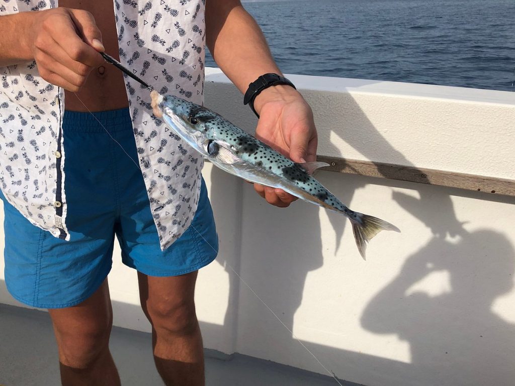 Dolphin Boat Safari Sport Fishing